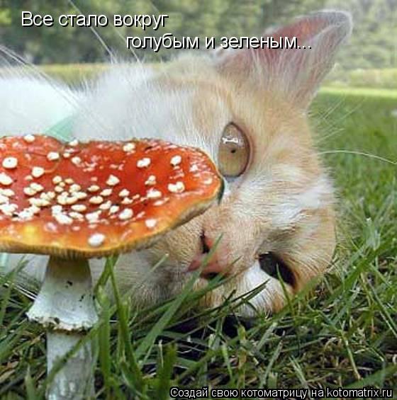 Все стало вокруг голубым и зеленым...... Котоматрица: Все стало вокруг голубым и зеленым...