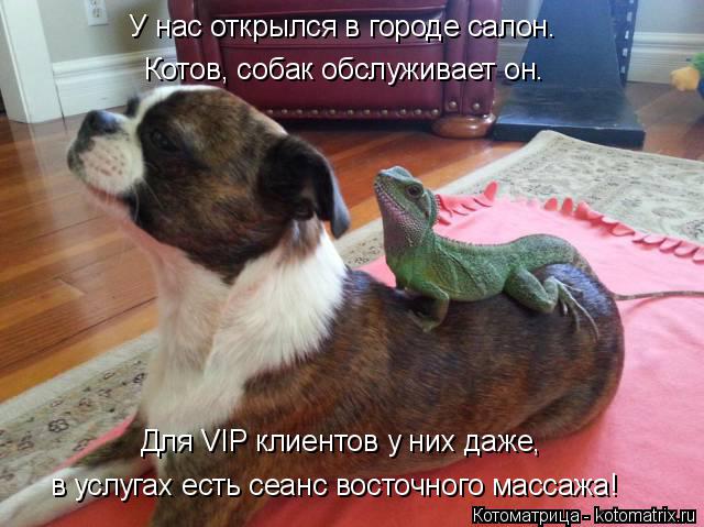 У нас открылся в городе салон. Для VIP клиентов у них даже, Котов, собак обслуживает он. в услугах ес... Котоматрица: У нас открылся в городе салон. Для VIP клиентов у них даже, Котов, собак обслуживает он. в услугах есть сеанс восточного массажа!