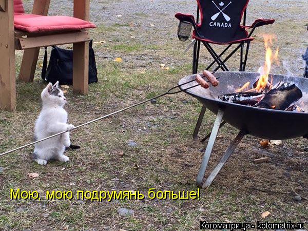 Мою, мою подрумянь больше!... Котоматрица: Мою, мою подрумянь больше!