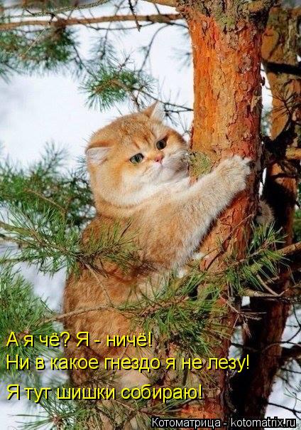А я чё? Я - ничё! Ни в какое гнездо я не лезу! Я тут шишки собираю!... Котоматрица: А я чё? Я - ничё! Ни в какое гнездо я не лезу! Я тут шишки собираю!