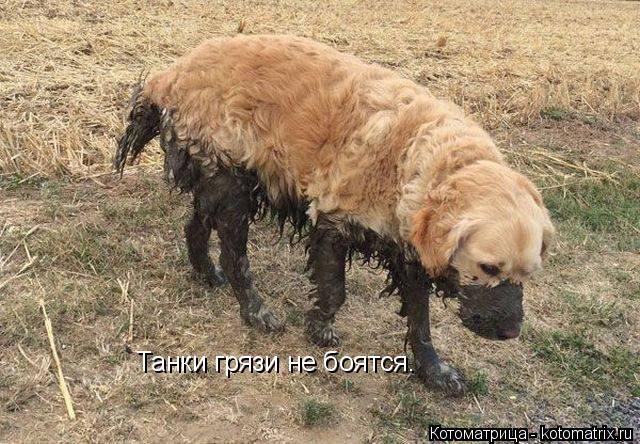 Танки грязи не боятся.... Котоматрица: Танки грязи не боятся.