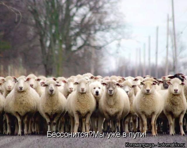 Бессонится?Мы уже в пути! Бессонится?Мы уже в пути!... Котоматрица: Бессонится?Мы уже в пути! Бессонится?Мы уже в пути!