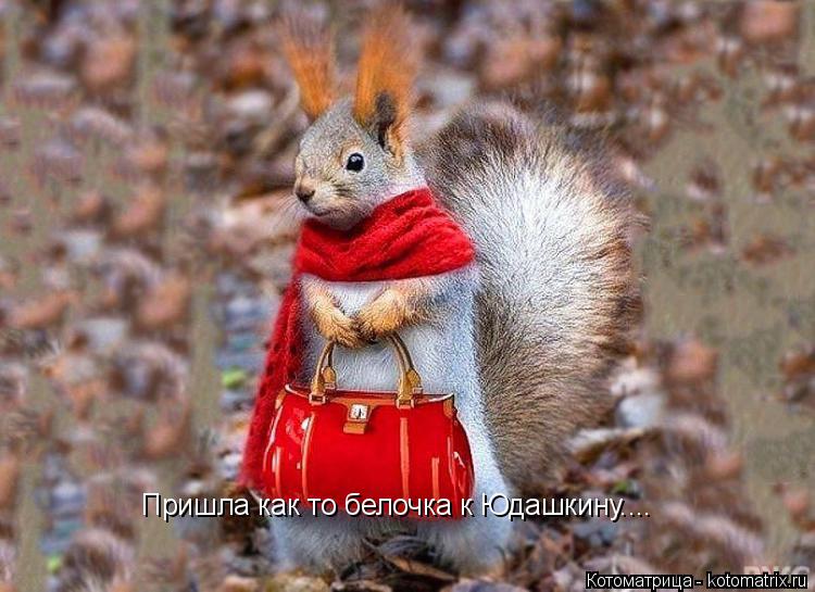 Пришла как то белочка к Юдашкину....... Котоматрица: Пришла как то белочка к Юдашкину....