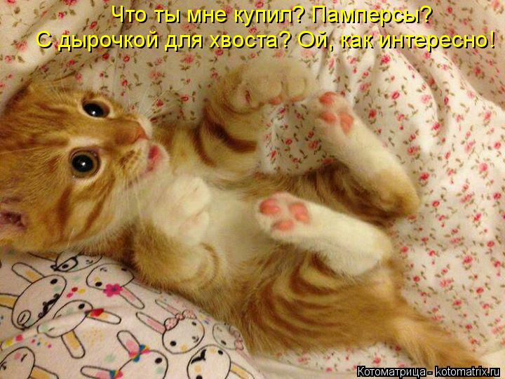 Что ты мне купил? Памперсы? С дырочкой для хвоста? Ой, как интересно!... Котоматрица: Что ты мне купил? Памперсы? С дырочкой для хвоста? Ой, как интересно!