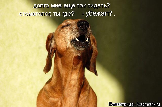 долго мне ещё так сидеть? стоматолог, ты где? - убежал?..... Котоматрица: долго мне ещё так сидеть? стоматолог, ты где? - убежал?..