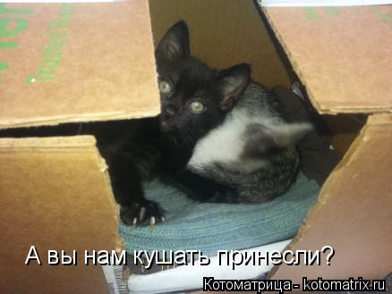 А вы нам кушать принесли?... Котоматрица: А вы нам кушать принесли?