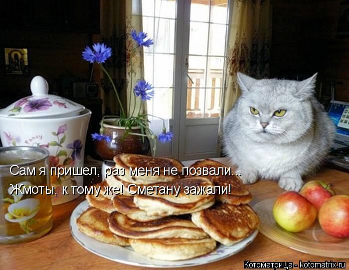 Сам я пришел, раз меня не позвали... Жмоты, к тому же! Сметану зажали!... Котоматрица: Сам я пришел, раз меня не позвали... Жмоты, к тому же! Сметану зажали!
