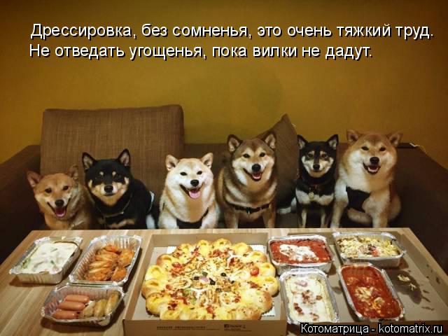 Дрессировка, без сомненья, это очень тяжкий труд. Не отведать угощенья, пока вилки не дадут.... Котоматрица: Дрессировка, без сомненья, это очень тяжкий труд. Не отведать угощенья, пока вилки не дадут.
