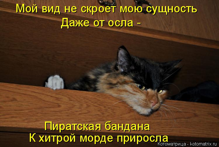 Мой вид не скроет мою сущность Даже от осла - Пиратская бандана К хитрой морде приросла... Котоматрица: Мой вид не скроет мою сущность Даже от осла - Пиратская бандана К хитрой морде приросла