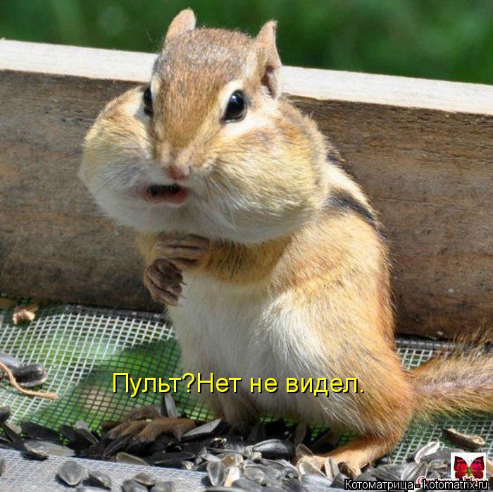 Пульт?Нет не видел.... Котоматрица: Пульт?Нет не видел.