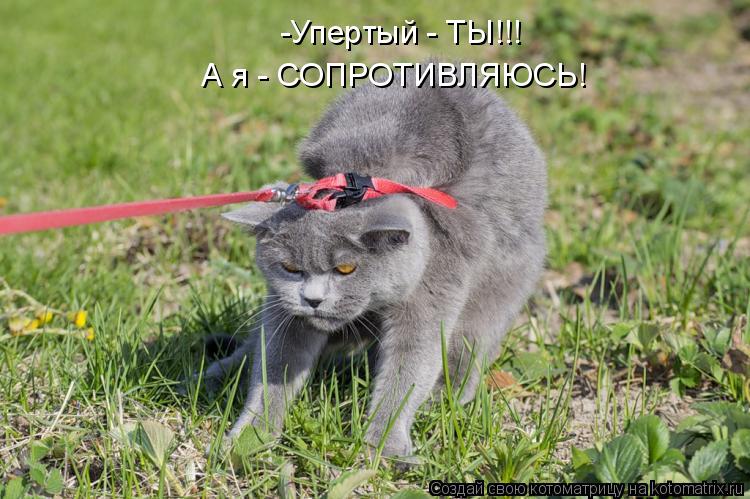 -Упертый - ТЫ!!! А я - СОПРОТИВЛЯЮСЬ!... Котоматрица: -Упертый - ТЫ!!! А я - СОПРОТИВЛЯЮСЬ!