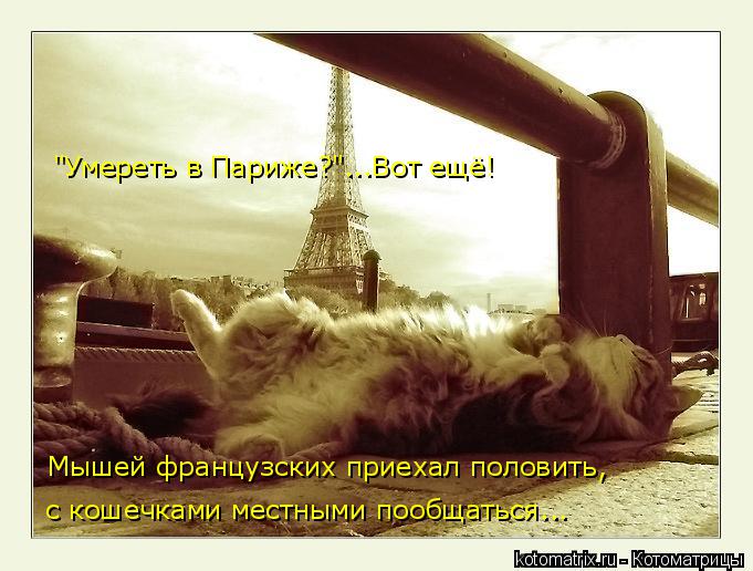 Мышей французских приехал половить, с кошечками местными пообщаться... "Умереть в Париже?"...Вот ещё!... Котоматрица: Мышей французских приехал половить, с кошечками местными пообщаться... "Умереть в Париже?"...Вот ещё!