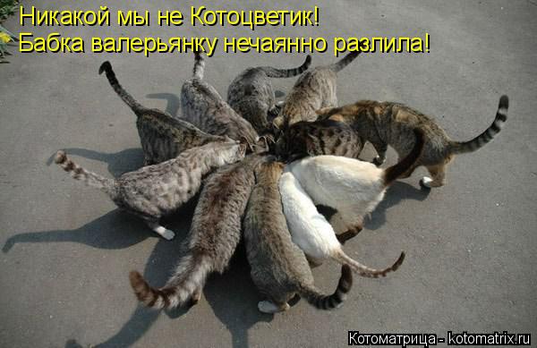 Никакой мы не Котоцветик! Бабка валерьянку нечаянно разлила!... Котоматрица: Никакой мы не Котоцветик! Бабка валерьянку нечаянно разлила!