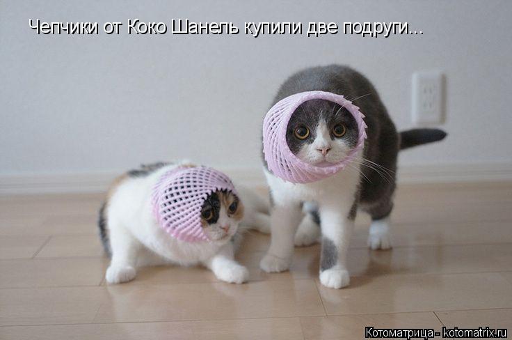 Чепчики от Коко Шанель купили две подруги...... Котоматрица: Чепчики от Коко Шанель купили две подруги...
