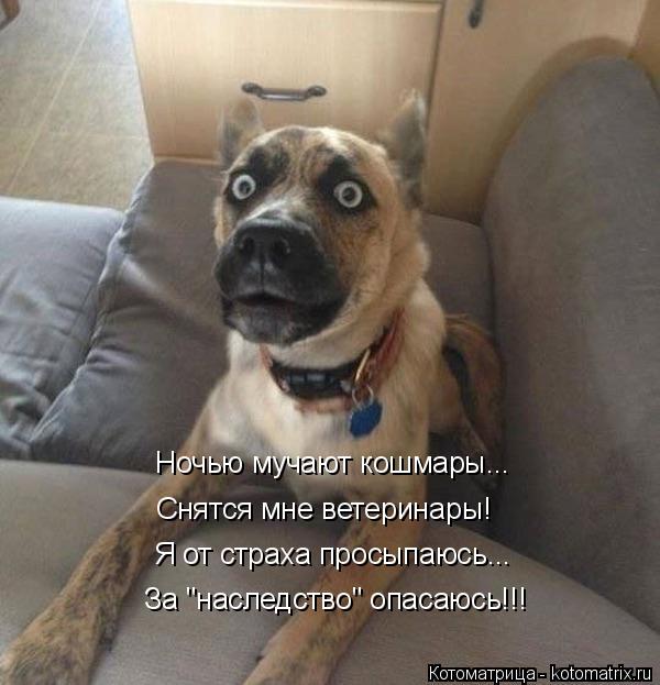 Ночью мучают кошмары... Снятся мне ветеринары! Я от страха просыпаюсь... За "наследство" опасаюсь!!!... Котоматрица: Ночью мучают кошмары... Снятся мне ветеринары! Я от страха просыпаюсь... За "наследство" опасаюсь!!!