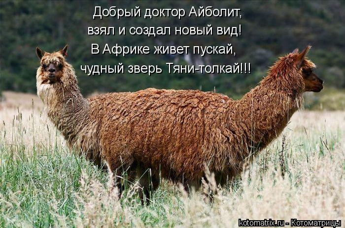 Добрый доктор Айболит, взял и создал новый вид! В Африке живет пускай, чудный зверь Тяни-толкай!!!... Котоматрица: Добрый доктор Айболит, взял и создал новый вид! В Африке живет пускай, чудный зверь Тяни-толкай!!!
