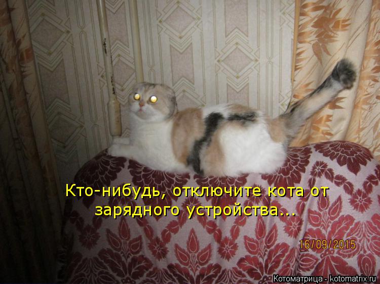 Кто-нибудь, отключите кота от зарядного устройства...... Котоматрица: Кто-нибудь, отключите кота от зарядного устройства...