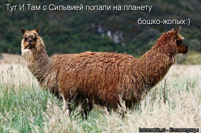 Тут И Там с Сильвией попали на планету бошко-жопых:)... Котоматрица: Тут И Там с Сильвией попали на планету бошко-жопых:)