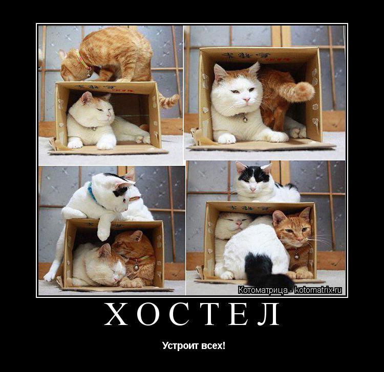 ХОСТЕЛ Устроит всех!... Котоматрица: ХОСТЕЛ Устроит всех!