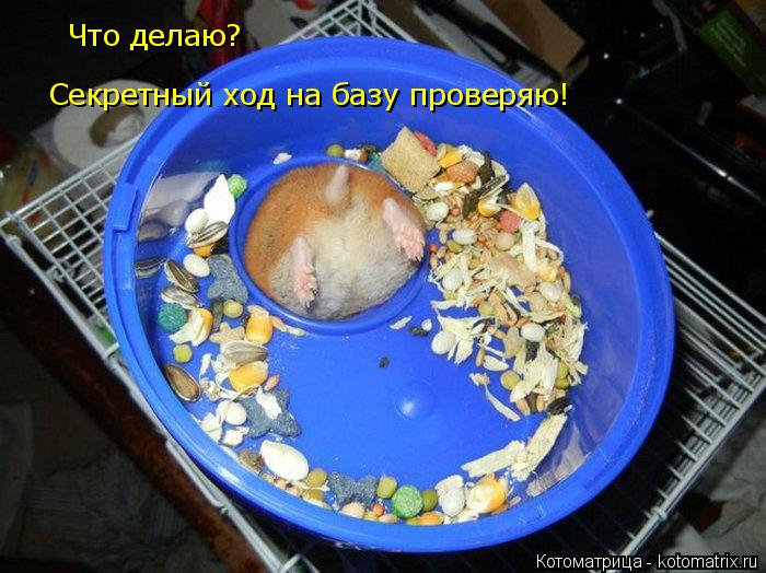 Что делаю? Секретный ход на базу проверяю!... Котоматрица: Что делаю? Секретный ход на базу проверяю!
