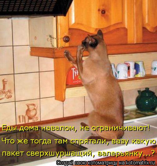 пакет сверхшуршащий, валерьянку...? Еды дома навалом, не ограничивают! Что же тогда там спрятали, ваз... Котоматрица: пакет сверхшуршащий, валерьянку...? Еды дома навалом, не ограничивают! Что же тогда там спрятали, вазу какую,