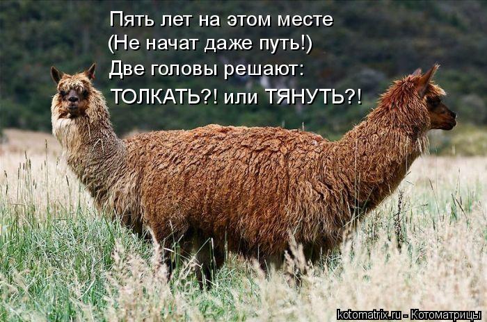 Пять лет на этом месте (Не начат даже путь!) Две головы решают: ТОЛКАТЬ?! или ТЯНУТЬ?!... Котоматрица: Пять лет на этом месте (Не начат даже путь!) Две головы решают: ТОЛКАТЬ?! или ТЯНУТЬ?!