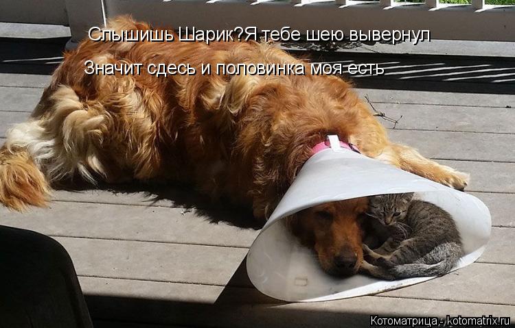 Слышишь Шарик?Я тебе шею вывернул Значит сдесь и половинка моя есть... Котоматрица: Слышишь Шарик?Я тебе шею вывернул Значит сдесь и половинка моя есть