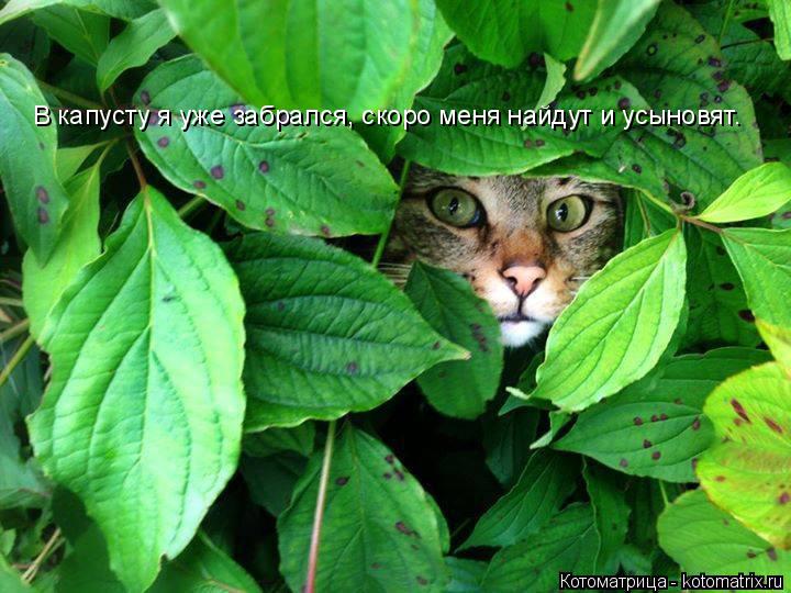 В капусту я уже забрался, скоро меня найдут и усыновят.... Котоматрица: В капусту я уже забрался, скоро меня найдут и усыновят.