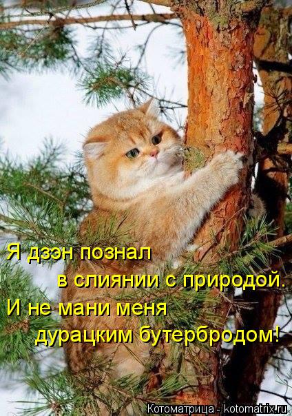 Я дзэн познал в слиянии с природой. И не мани меня дурацким бутербродом!... Котоматрица: Я дзэн познал в слиянии с природой. И не мани меня дурацким бутербродом!