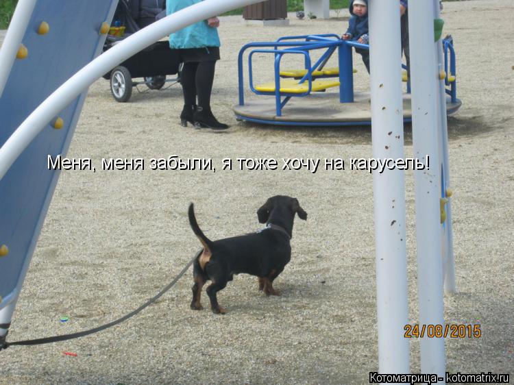 Меня, меня забыли, я тоже хочу на карусель!... Котоматрица: Меня, меня забыли, я тоже хочу на карусель!