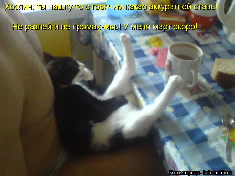 Хозяин, ты чашку-то с горячим какао аккуратней ставь! Не разлей и не промахнись! У меня март скоро!... Котоматрица: Хозяин, ты чашку-то с горячим какао аккуратней ставь! Не разлей и не промахнись! У меня март скоро!