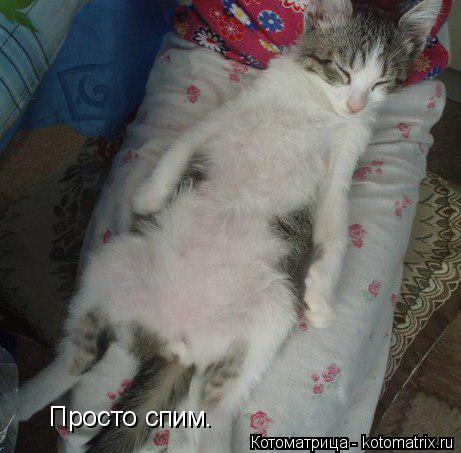 Просто спим.... Котоматрица: Просто спим.