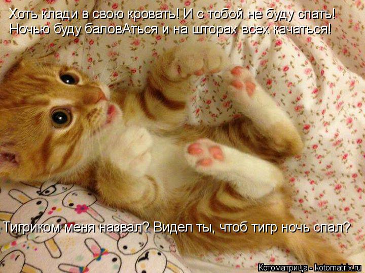 Хоть клади в свою кровать! И с тобой не буду спать! Ночью буду баловАться и на шторах всех качаться! ... Котоматрица: Хоть клади в свою кровать! И с тобой не буду спать! Ночью буду баловАться и на шторах всех качаться! Тигриком меня назвал? Видел ты, чтоб тигр