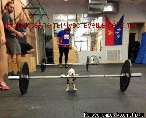 В спортзале ты чувствуешь себя так.... Котоматрица: В спортзале ты чувствуешь себя так.