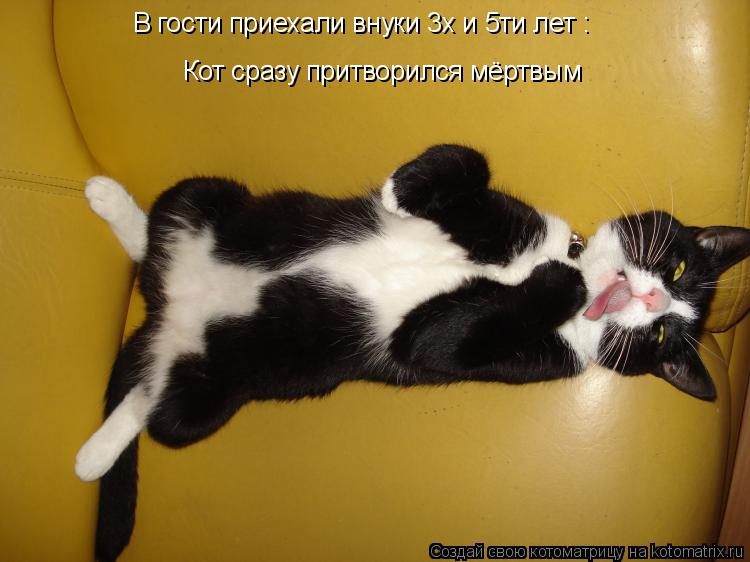 В гости приехали внуки 3х и 5ти лет : Кот сразу притворился мёртвым... Котоматрица: В гости приехали внуки 3х и 5ти лет : Кот сразу притворился мёртвым