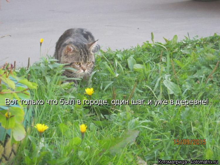 Вот только что был в городе, один шаг, и уже в деревне!... Котоматрица: Вот только что был в городе, один шаг, и уже в деревне!