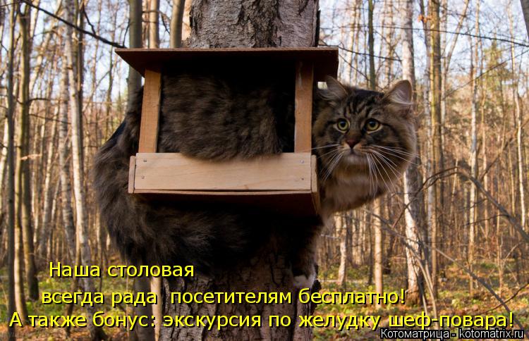 Наша столовая всегда рада посетителям бесплатно! А также бонус: экскурсия по желудку шеф-повара!... Котоматрица: Наша столовая всегда рада посетителям бесплатно! А также бонус: экскурсия по желудку шеф-повара!