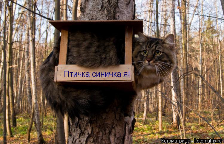 Птичка синичка я!... Котоматрица: Птичка синичка я!