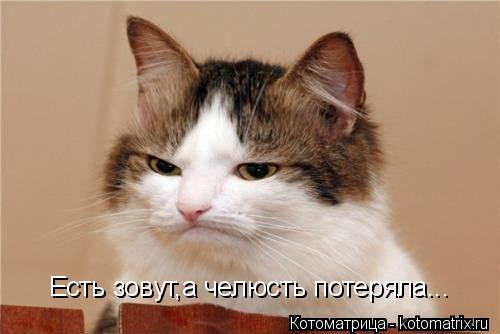 Есть зовут,а челюсть потеряла...... Котоматрица: Есть зовут,а челюсть потеряла...