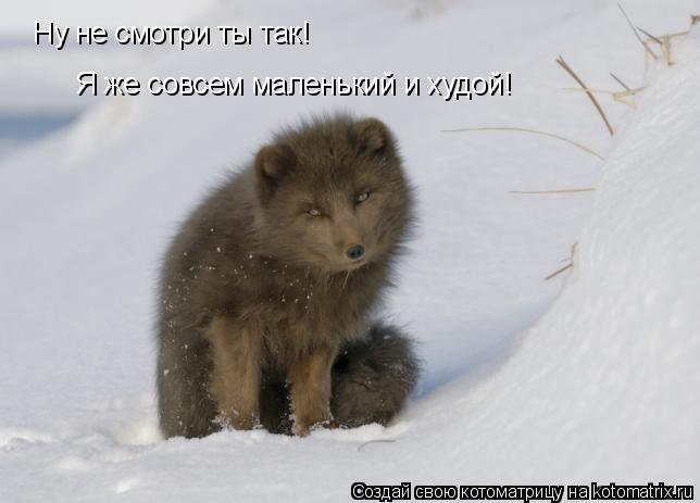 Ну не смотри ты так! Я же совсем маленький и худой!... Котоматрица: Ну не смотри ты так! Я же совсем маленький и худой!