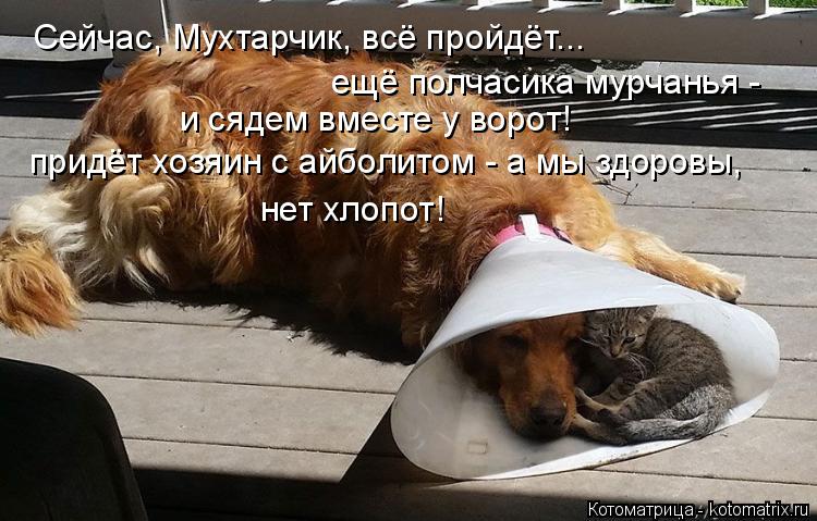 Сейчас, Мухтарчик, всё пройдёт... ещё полчасика мурчанья - и сядем вместе у ворот! придёт хозяин с ай... Котоматрица: Сейчас, Мухтарчик, всё пройдёт... ещё полчасика мурчанья - и сядем вместе у ворот! придёт хозяин с айболитом - а мы здоровы, нет хлопот!