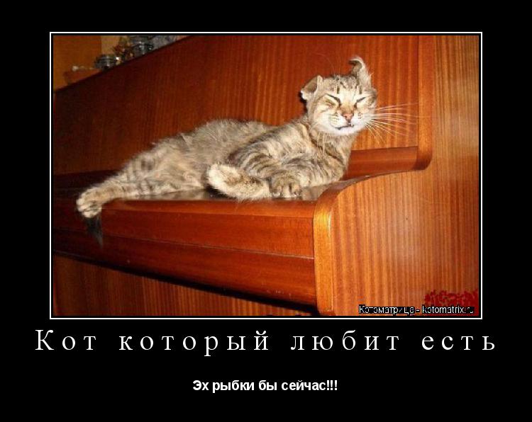 Кот который любит есть Эх рыбки бы сейчас!!!... Котоматрица: Кот который любит есть Эх рыбки бы сейчас!!!