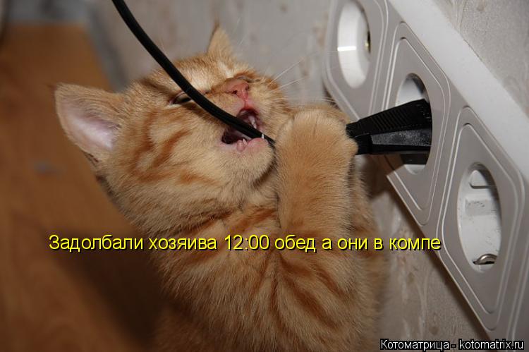 Задолбали хозяива 12:00 обед а они в компе... Котоматрица: Задолбали хозяива 12:00 обед а они в компе