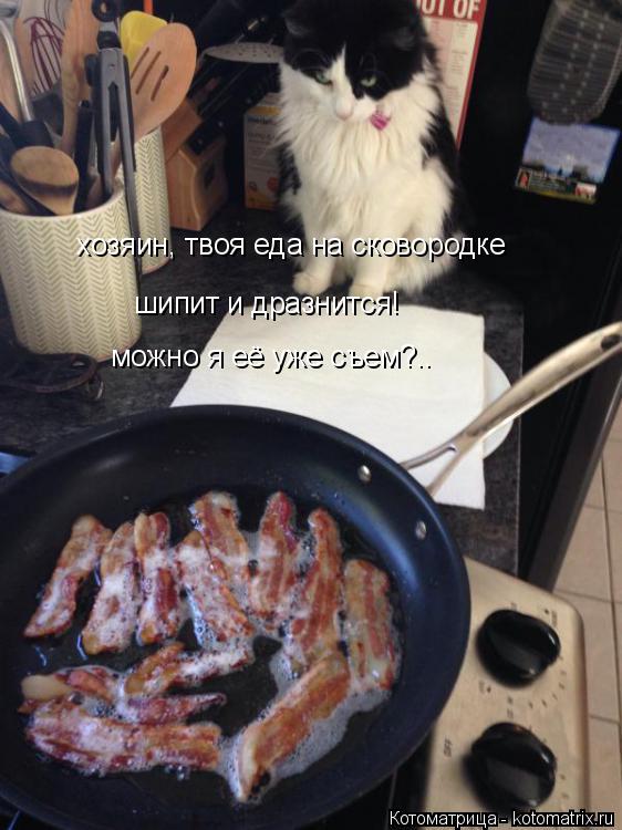 хозяин, твоя еда на сковородке шипит и дразнится! можно я её уже съем?..... Котоматрица: хозяин, твоя еда на сковородке шипит и дразнится! можно я её уже съем?..