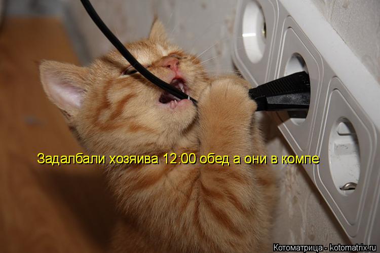 Задалбали хозяива 12:00 обед а они в компе Задалбали хозяива 12:00 обед а они в компе... Котоматрица: Задалбали хозяива 12:00 обед а они в компе Задалбали хозяива 12:00 обед а они в компе