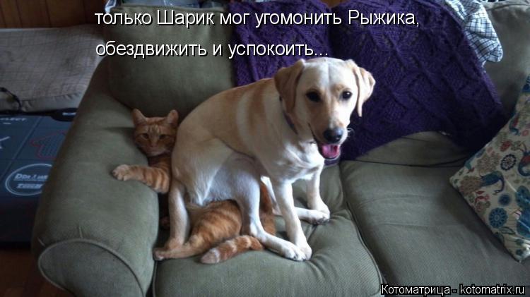 только Шарик мог угомонить Рыжика, обездвижить и успокоить...... Котоматрица: только Шарик мог угомонить Рыжика, обездвижить и успокоить...