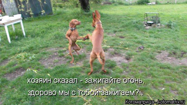 хозяин сказал - зажигайте огонь, здорово мы с тобой зажигаем?..... Котоматрица: хозяин сказал - зажигайте огонь, здорово мы с тобой зажигаем?..