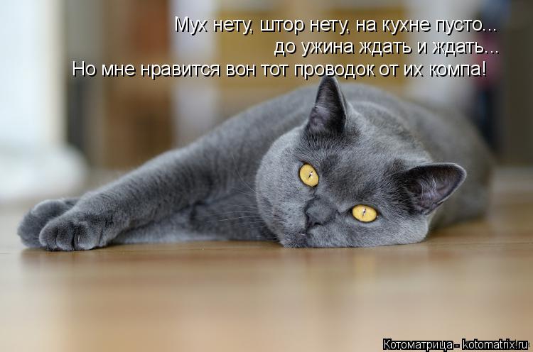 Мух нету, штор нету, на кухне пусто... до ужина ждать и ждать... Но мне нравится вон тот проводок от ... Котоматрица: Мух нету, штор нету, на кухне пусто... до ужина ждать и ждать... Но мне нравится вон тот проводок от их компа!