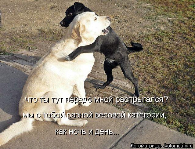 что ты тут передо мной распрыгался? мы с тобой разной весовой категории, как ночь и день...... Котоматрица: что ты тут передо мной распрыгался? мы с тобой разной весовой категории, как ночь и день...