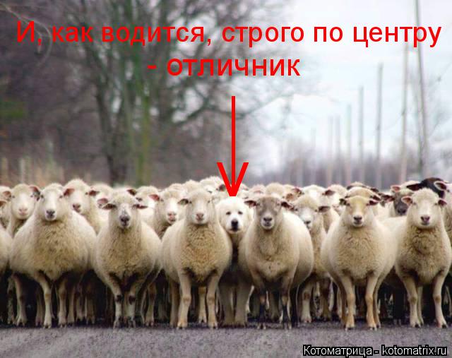V И, как водится, строго по центру - отличник ____... Котоматрица: V И, как водится, строго по центру - отличник ____